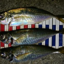 ボトム付近のアジング